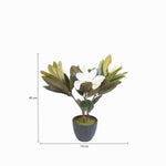 Lirio magnolia en maceta 45 cm