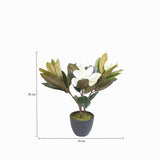 Lirio magnolia en maceta 45 cm