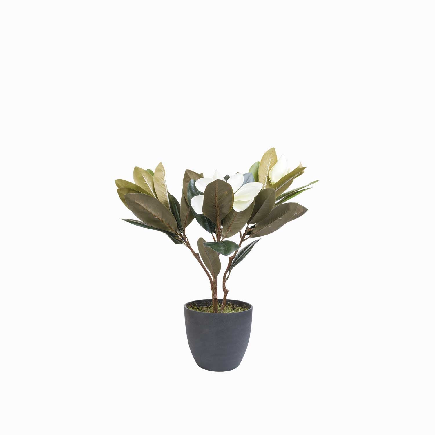 Lirio magnolia en maceta 45 cm