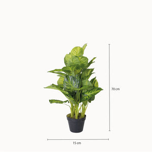 Oreja de Elefante-2-AMBIENTE GOURMET MÉXICO