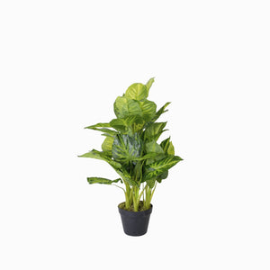 Oreja de Elefante - Ambiente Gourmet México