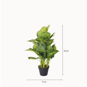 Oreja de Elefante - Ambiente Gourmet México