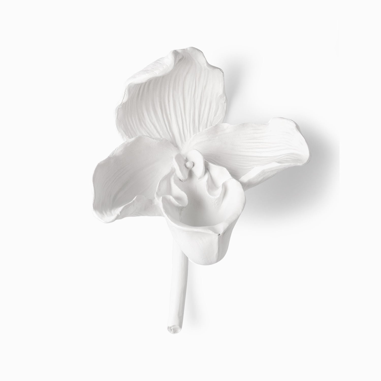 Orquidea Blanca