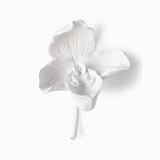 Orquidea Blanca