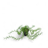 Othona 40cm