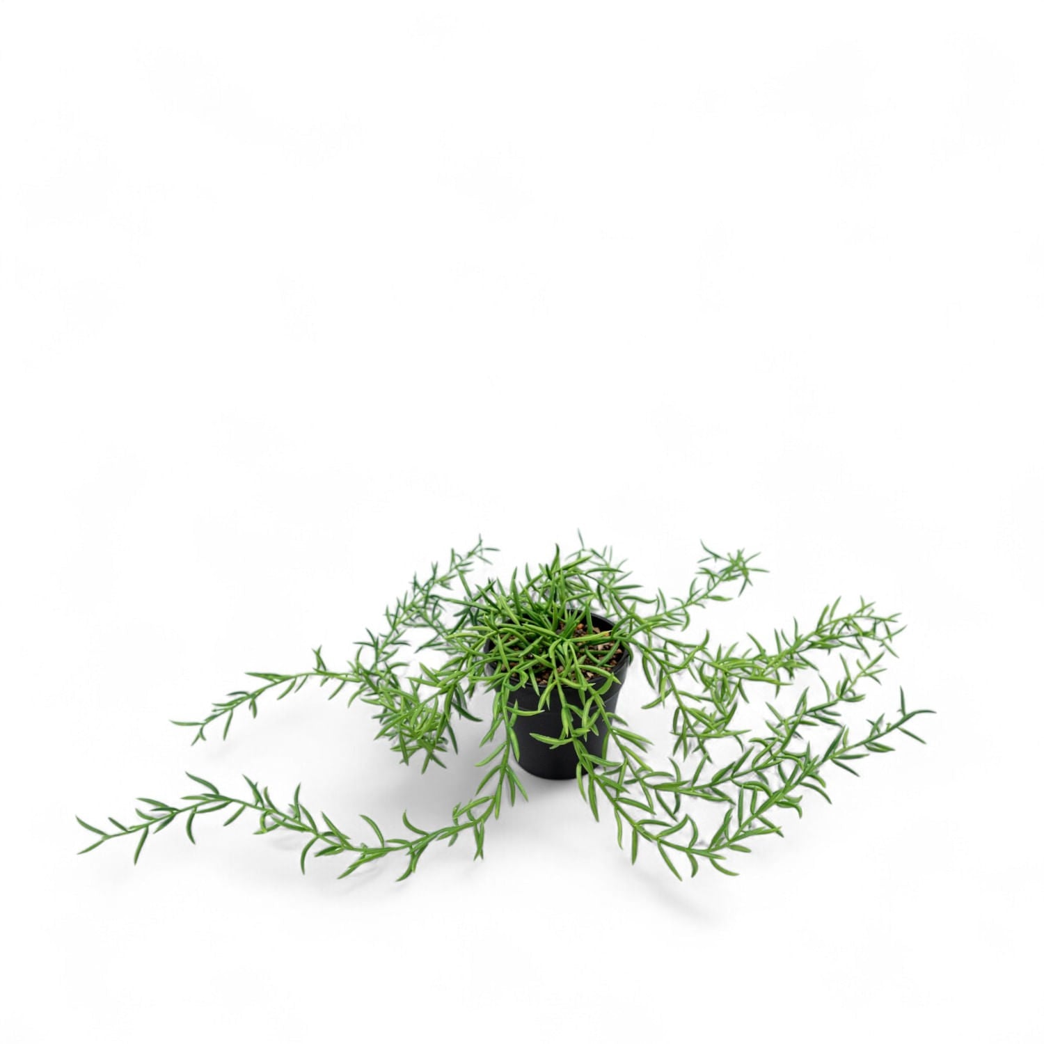 Othona 40cm - Ambiente Gourmet México