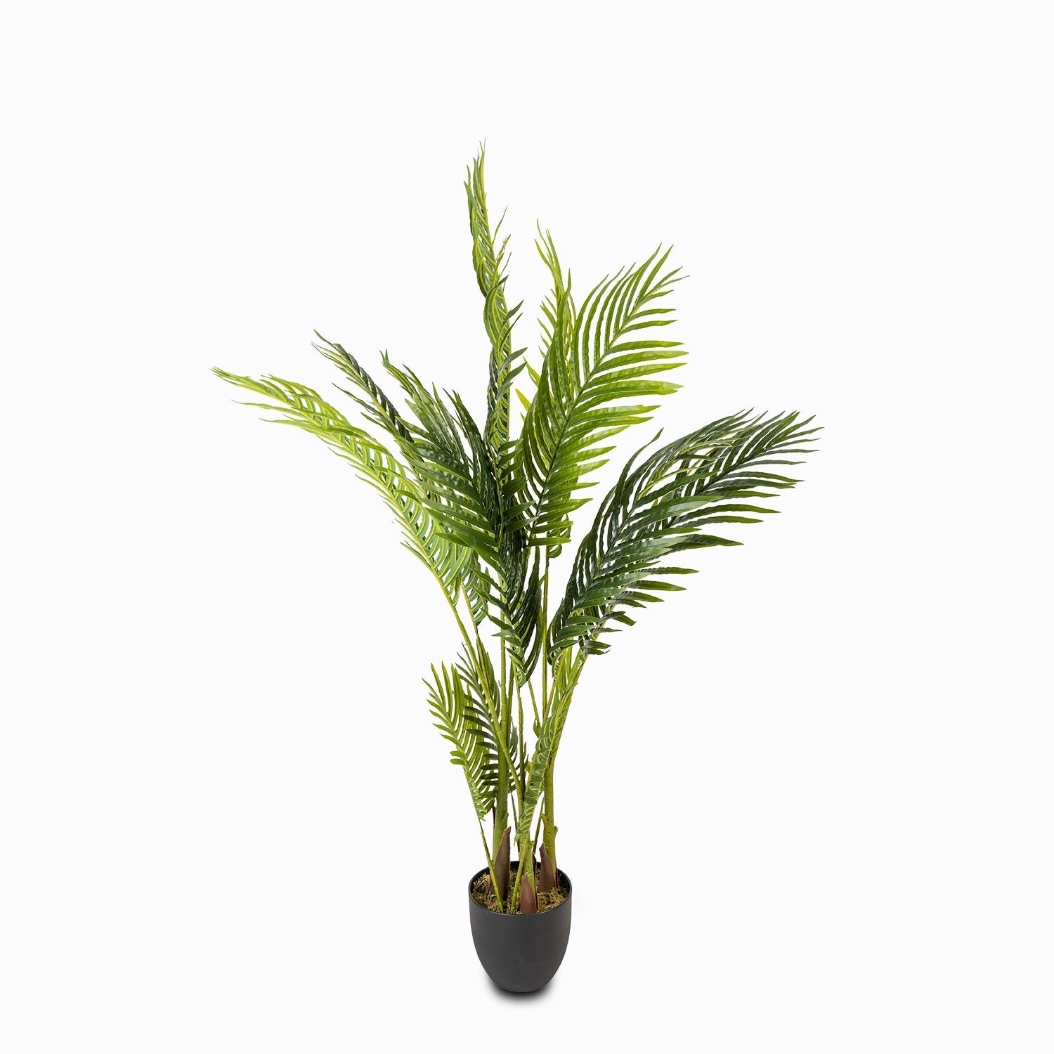Palma Areca 120