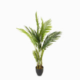 Palma Areca 120