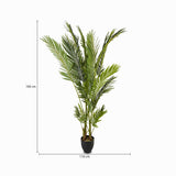 Palma Areca