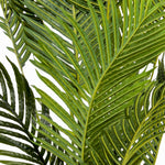 Palma Areca