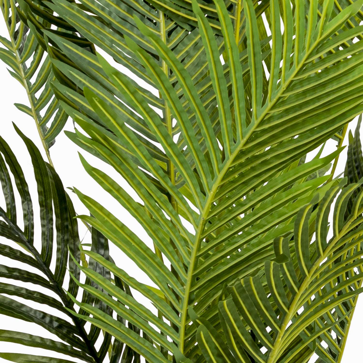 Palma Areca