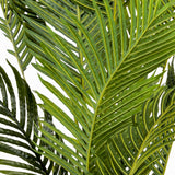 Palma Areca