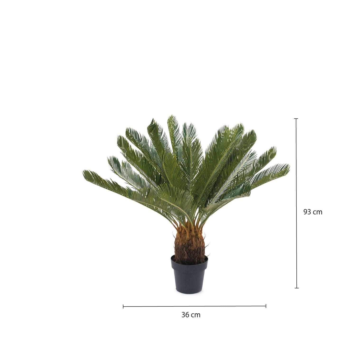 Palmera Cicacea - Ambiente Gourmet México