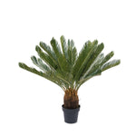 Palmera Cicacea