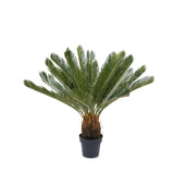 Palmera Cicacea
