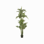 Palmera Dorada Ornamental