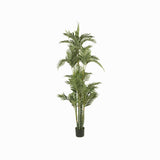 Palmera Dorada Ornamental