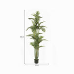 Palmera Dorada Ornamental