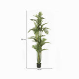 Palmera Dorada Ornamental