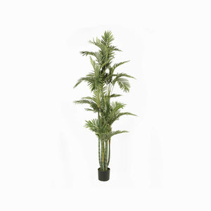 Palmera Dorada Ornamental - Ambiente Gourmet México
