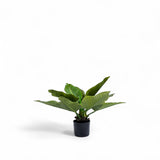 Planta Anturio 63cm