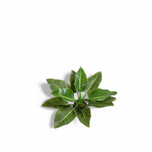 Planta Anturio 63cm