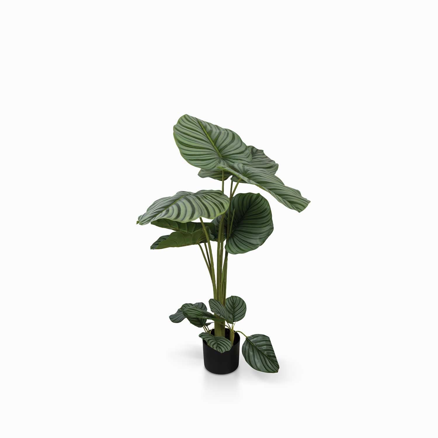 Planta Arruz - Ambiente Gourmet México