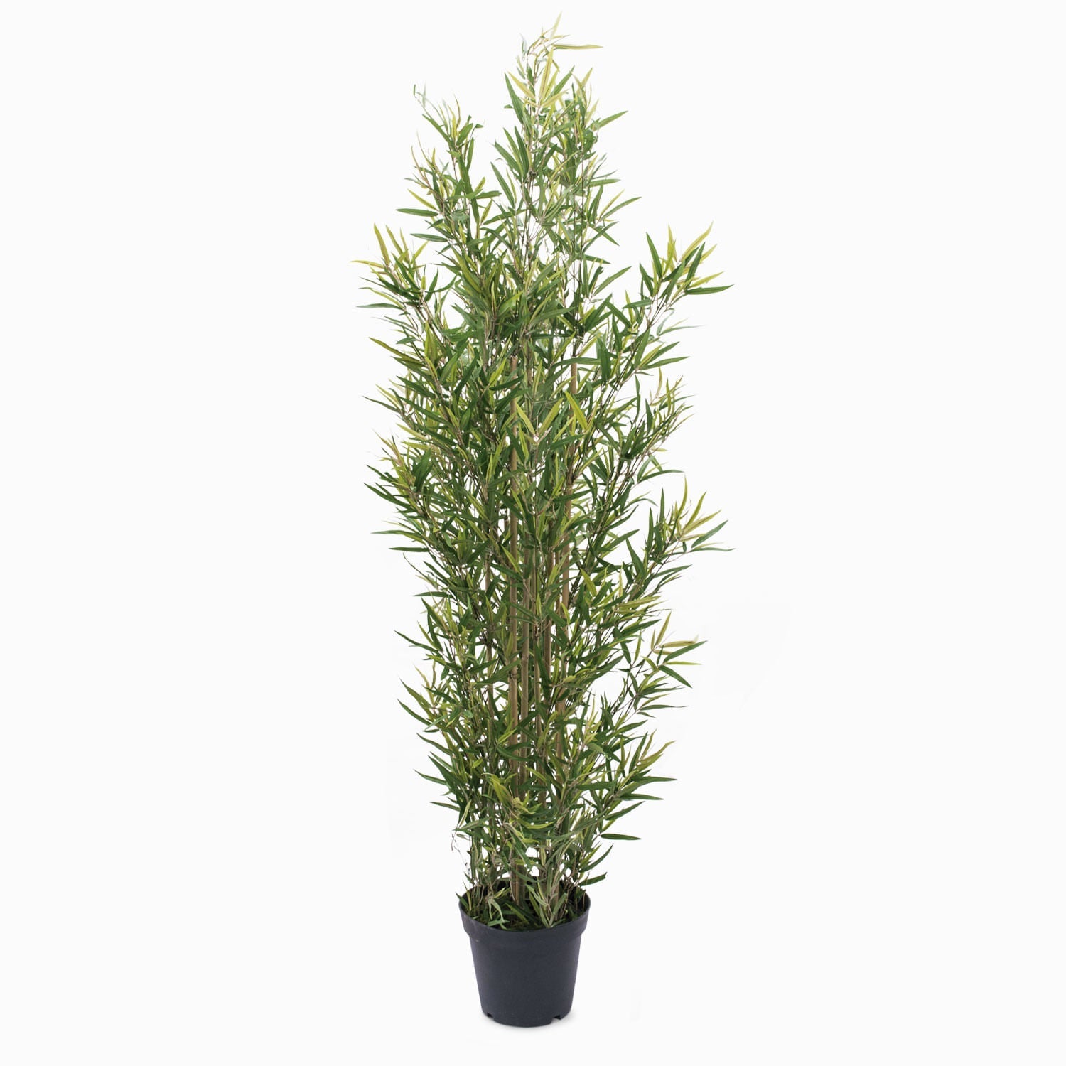 Planta Bambú