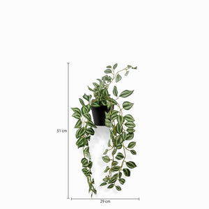 Planta Cantia