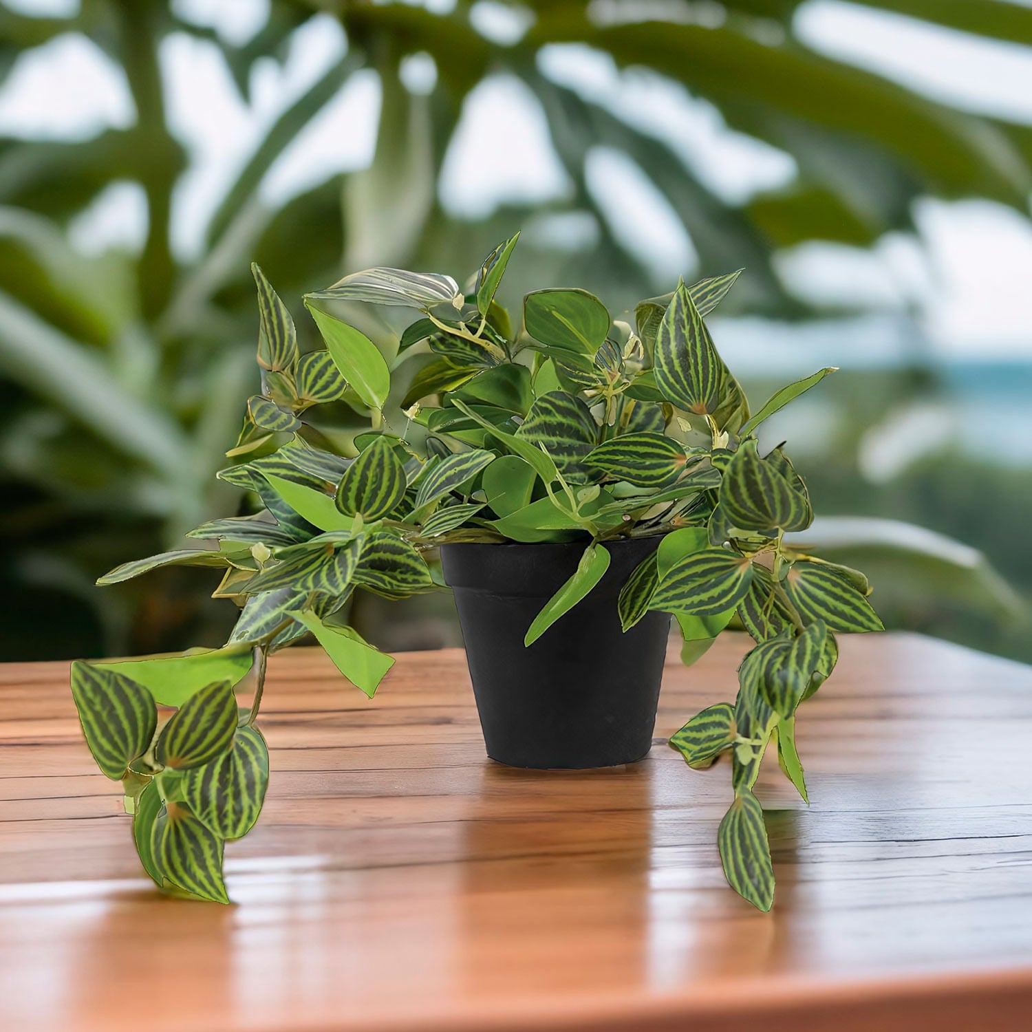 Planta Cantia Cebrina - Ambiente Gourmet México