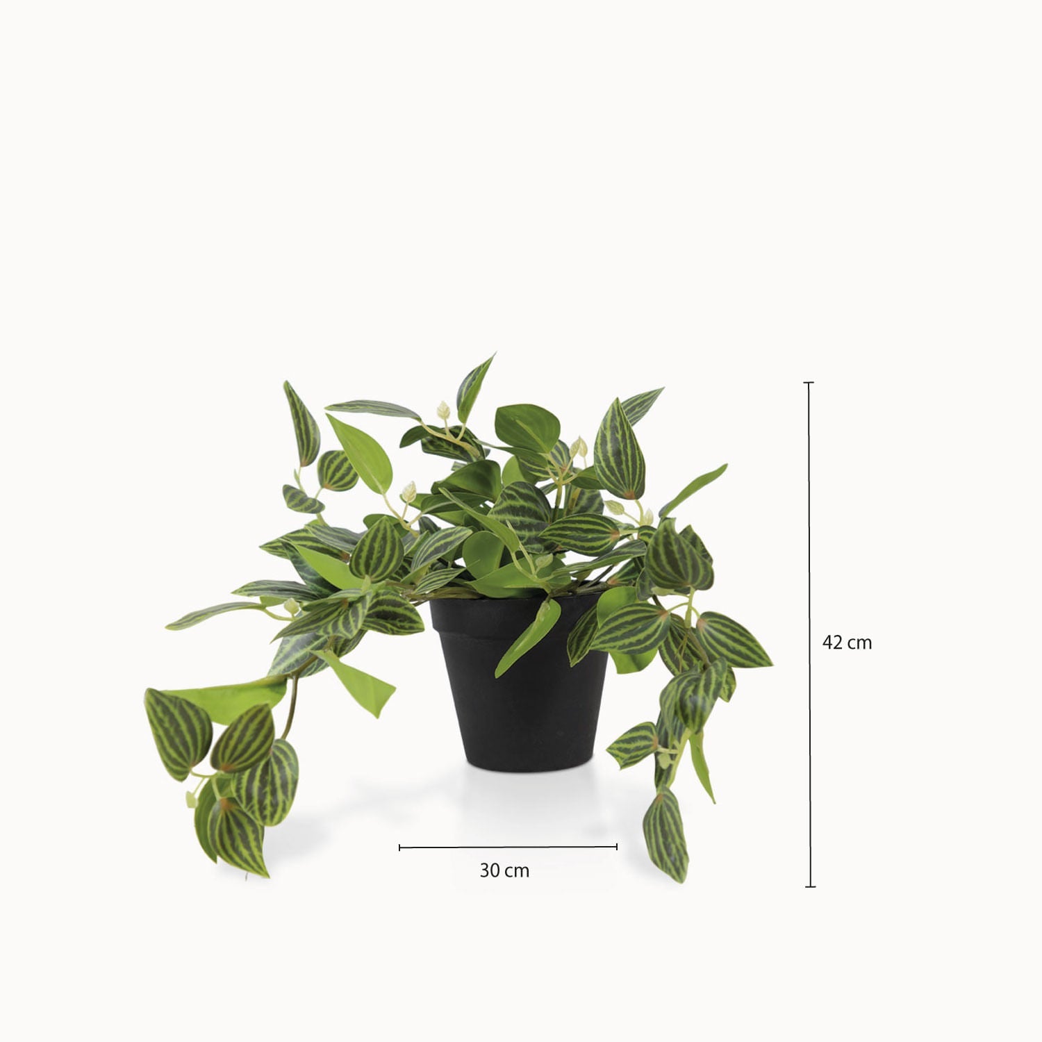 Planta Cantia Cebrina - Ambiente Gourmet México