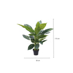 Planta Zebra - Ambiente Gourmet México