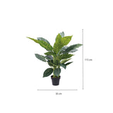 Planta Zebra - Ambiente Gourmet México