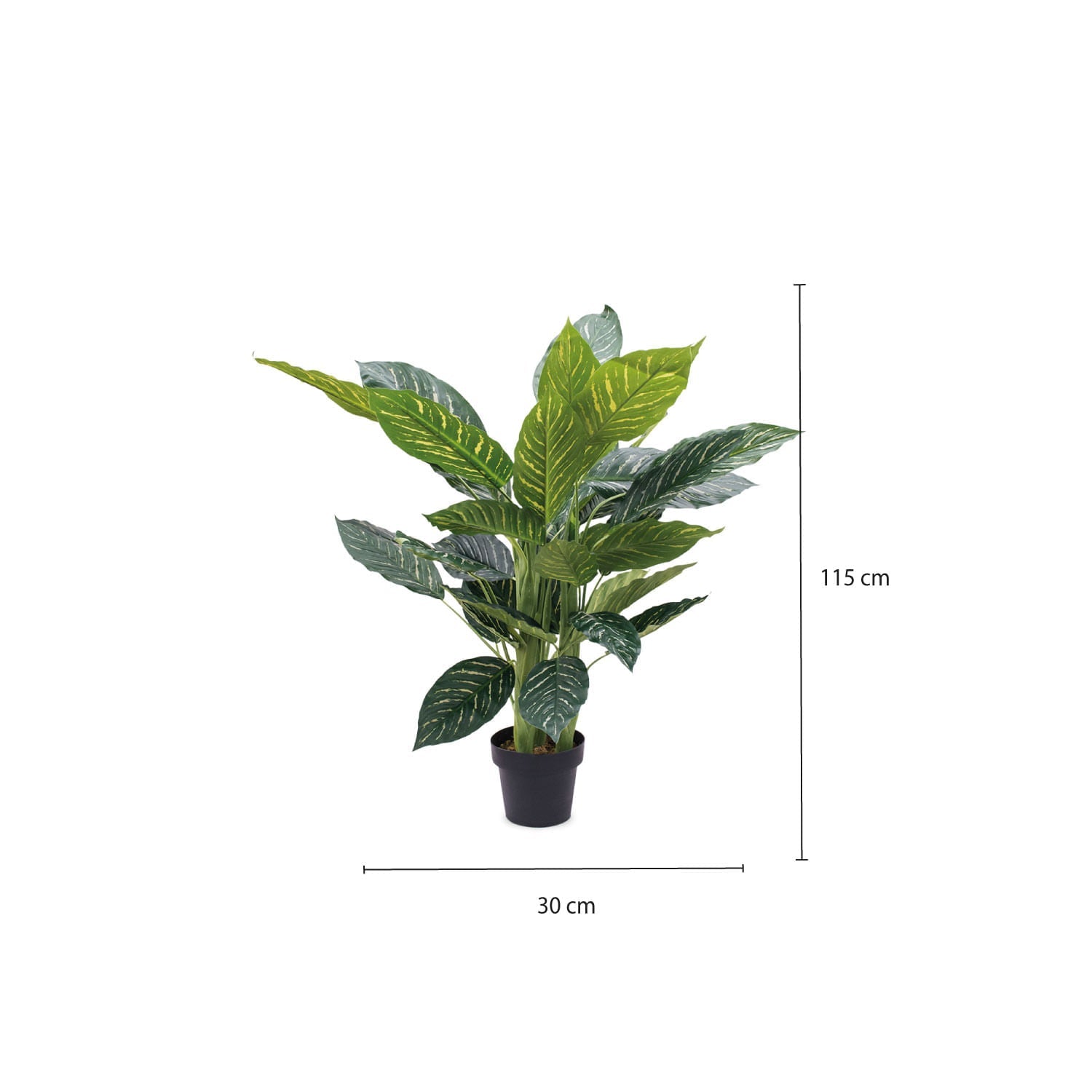 Planta Zebra - Ambiente Gourmet México