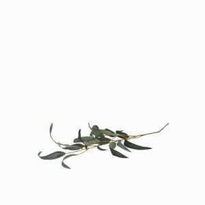 Racimo Eucalipto 68 cm - Ambiente Gourmet México