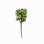 Rama peperomia 37cm