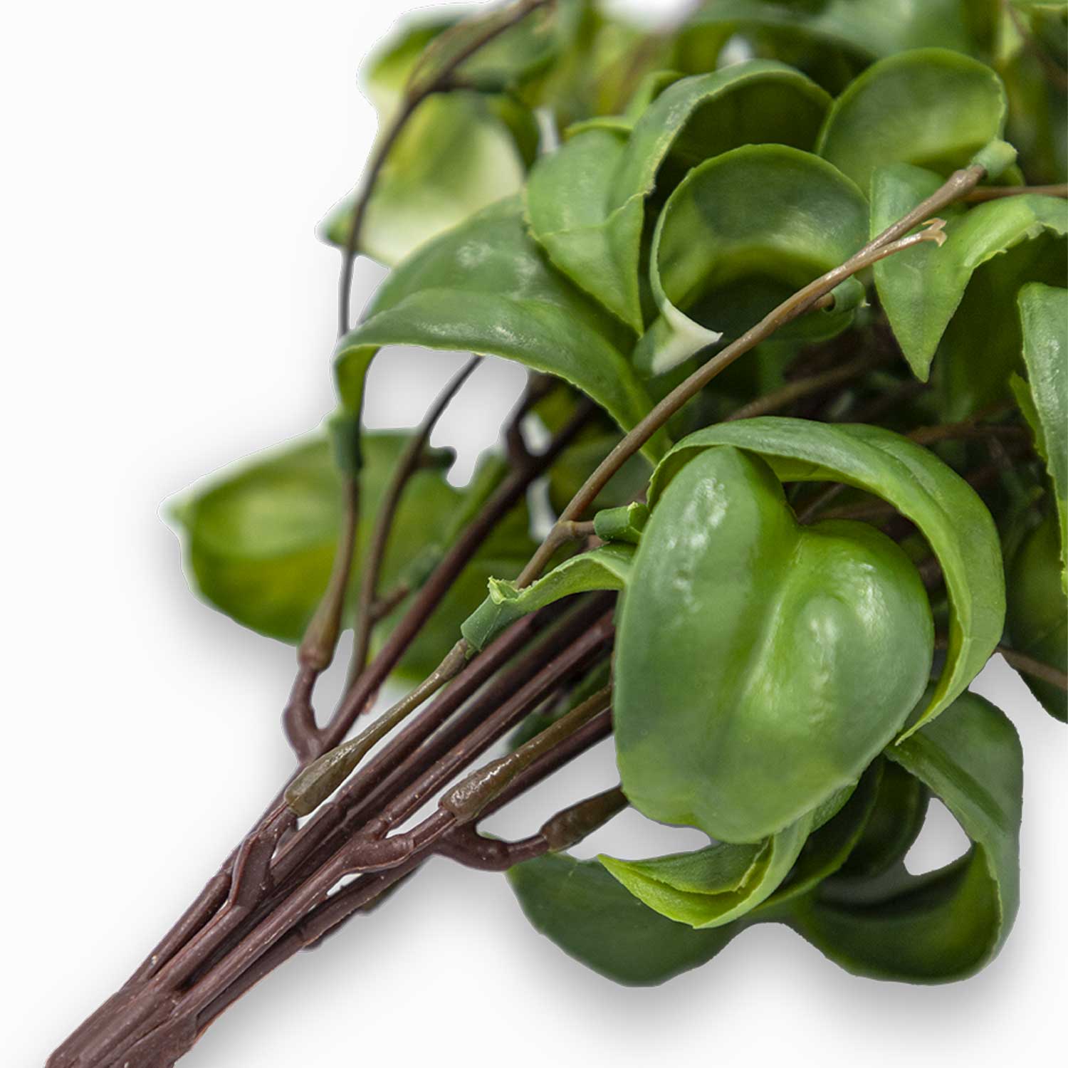 Rama peperomia 37cm - Ambiente Gourmet México