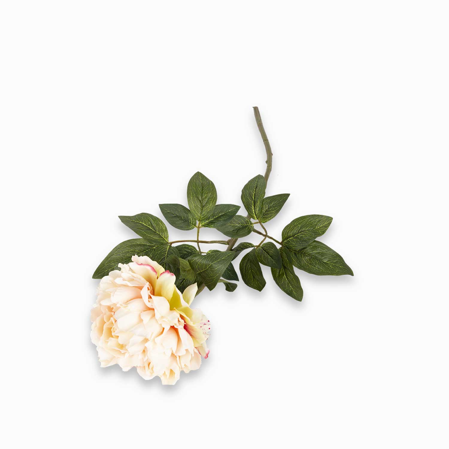 Rosa peonia - Ambiente Gourmet México