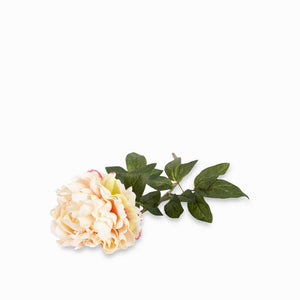 Rosa peonia