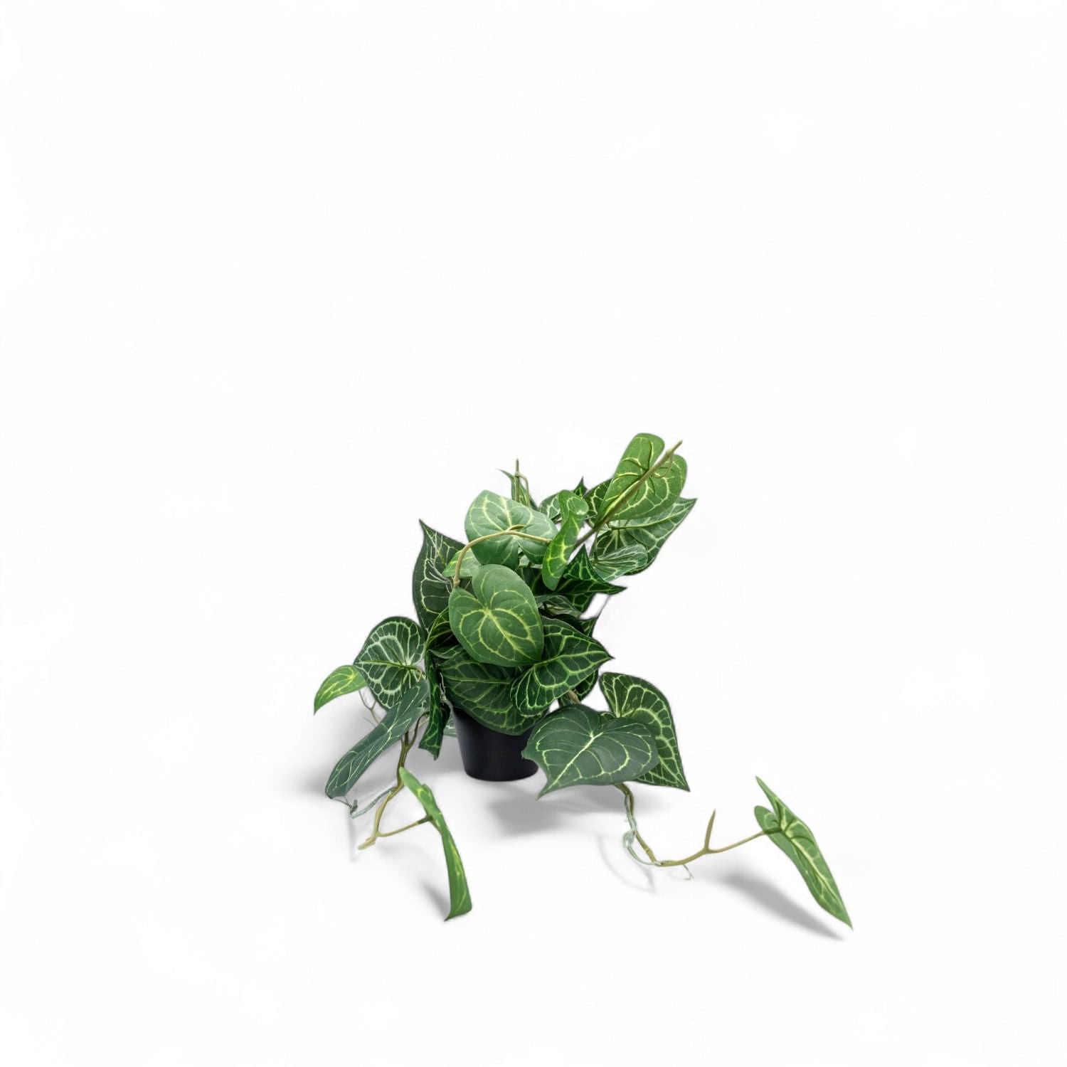 Singonio en matera 60cm - Ambiente Gourmet México