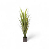 Yuca 90cm