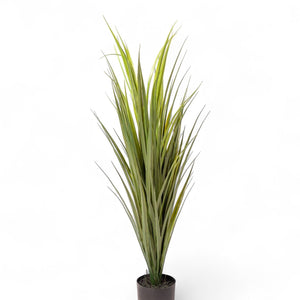 Yuca 90cm